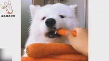 娱乐吃瓜兔子视频